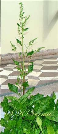 Plant with basal  and cauline leaves and inflorescence